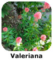 Valeriana